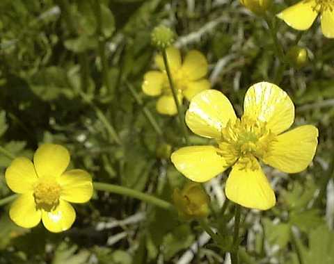 ���F�������₩�ł�