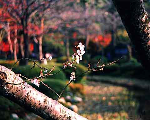 兼六園　秋